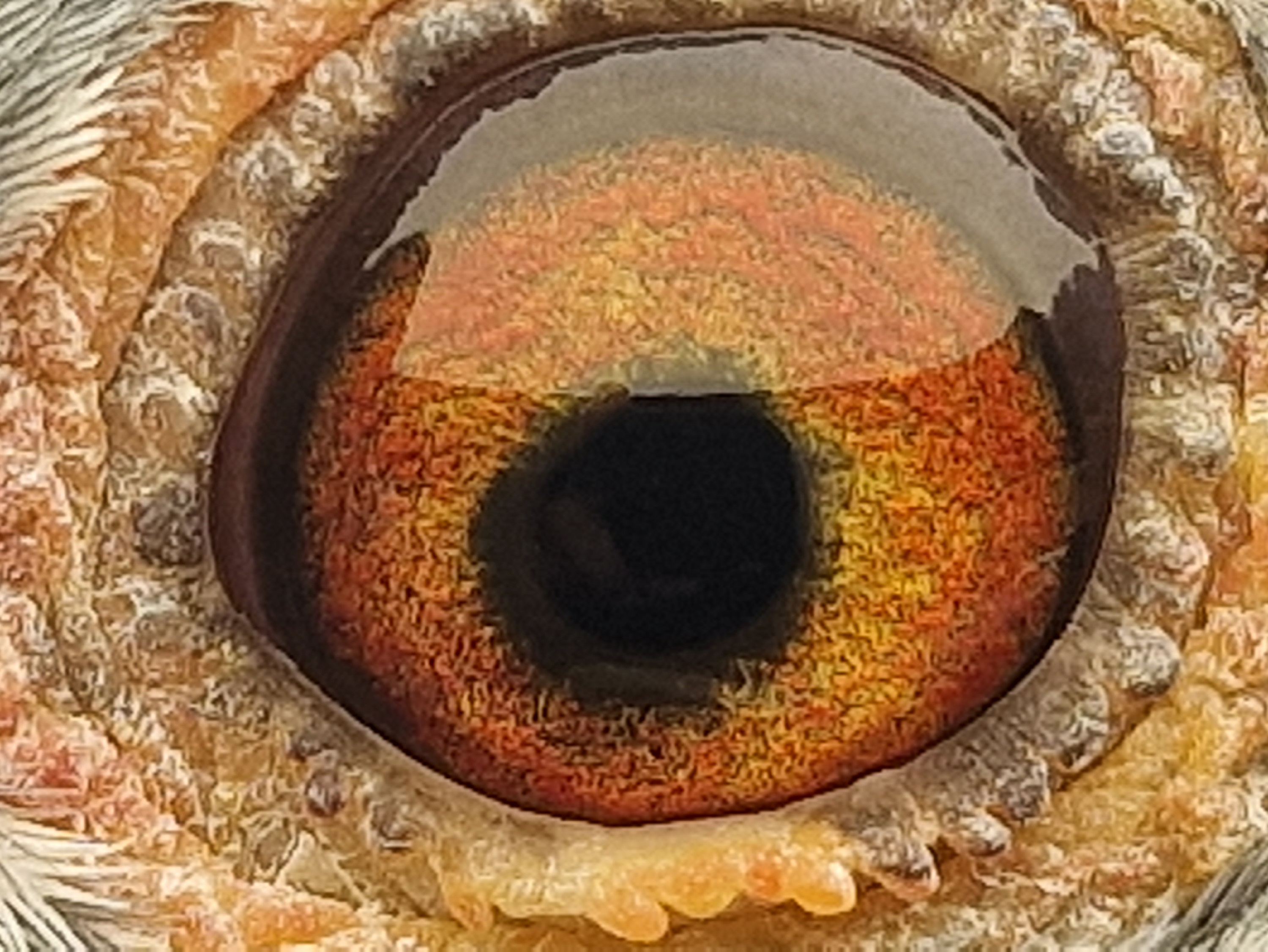 Pigeon eye